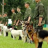 231隻退役軍犬被判定「沒有利用價值」,不管狀況如何一律「安樂死」!