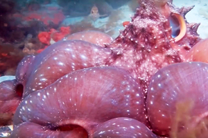 超驚奇！章魚見到潛水員立刻「變出8大泡泡」！以為牠在嚇跑敵人，結果海洋生物學家跳出來說...（附影片）