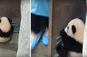 想偷溜？小熊貓緊抓門上不肯放，飼養員開門「咻」飛起來超好玩！（影片）