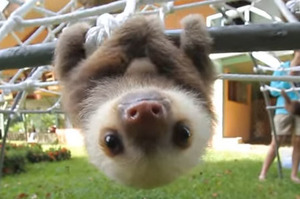 「快來陪我玩！」這隻樹懶寶寶對人瘋狂撒嬌的模樣，讓網友直呼被萌到受不了惹啦！