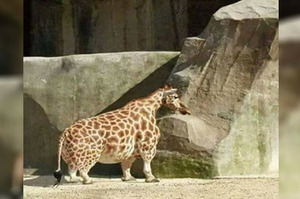動物園內一隻長頸鹿正緩慢行走，仔細一看才發現...網友笑瘋：「原來阿嬤也有在養長頸鹿呀！」