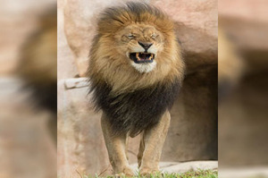 公獅擺出超帥氣POSE給遊客拍照，沒想到一陣強風卻讓牠...網友：「看的鼻子都癢起來惹XD」