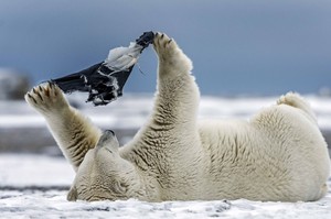 笑死了！北極熊在冰天雪地裡玩得不亦樂乎，牠手中的東西卻成為目光焦點！