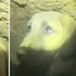 被困地底「深達60公尺」超過一星期!狗狗完全不知道自己可以活著出來(影片)