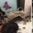 美麗阿拉斯加被主人關陽台不聞不問瘦成皮包骨!如今被救助開始新生!