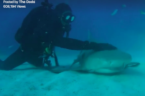 這隻鯊魚超愛被摸頭，牠像狗狗向潛水人員撒嬌的樣子....網友表示：「超神奇！！！」（影片）