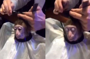 「阿姨來碗帥氣的光頭！」看到這隻猴子閉眼享受剪頭髮的樣子...差點要被笑死惹XD