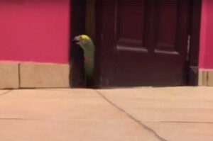 這隻鸚鵡探頭偷看門內有沒有人 然後看完後牠竟然這樣做！哈哈哈這什麼鳥？
