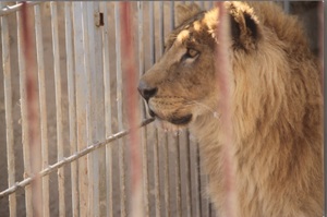 被關在倒閉的動物園沒有食物吃，獅子和熊無助等待救援的樣子....人類真的很可惡！（影片）