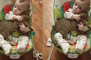 「我們要一起長大唷」網友偷偷錄下寶寶抱著喵喵的畫面...真的是太溫馨惹！