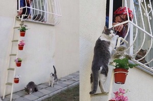 網友製作「貓梯子」，讓流浪貓能爬進她家取暖避雨.....真的讓人超級感動！！