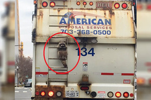 「呦呼~~~有人在嗎」小浣熊為了找食物爬上垃圾車...才爬到一半就被卡住的模樣真的超級冏XD