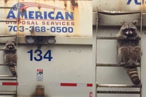 「哭～哭Q_Q」開車開一半，竟然看見有「浣熊」卡在垃圾車上....民眾爆笑之餘趕緊替牠求援！！