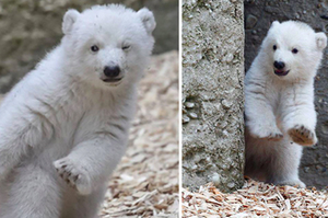 「麻麻在哪裡？」小北極熊和媽媽「玩躲貓貓」超可愛！牠的俏皮表情...網友看了全萌翻！！