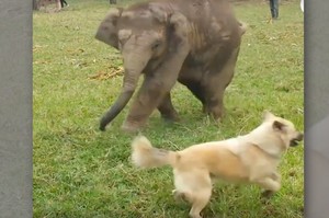 小象跟狗狗玩追逐戰超開心！！牠們開心遊戲的樣子.....真的可愛到讓人眼睛噴射愛心！！（影片）