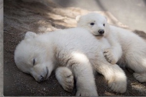 「雙胞胎北極熊」在動物園閃亮登場，媽媽照顧小熊的畫面.....看的人都被萌翻啦！（影片）
