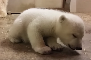 「累累了～」北極熊寶寶「打瞌睡」快睡倒，牠趴倒前對鏡頭一個眼神，瞬間讓人萌炸！（影片）