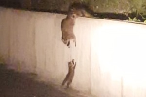 小浣熊爬不上牆，超慈祥媽媽跟另一個孩子分工合作拉起牠的畫面....真的讓所有人都完全融化！（影片）