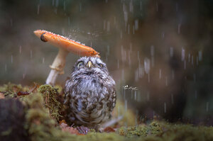 下雨天撐傘不夠潮，看看這隻呆萌小貓頭鷹用一朵蘑菇hold住全場焦點！