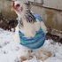 奶奶們製作「超迷你毛衣」給受凍的雞，牠們穿上毛衣的可愛樣子...真的讓大家都融化！（影片）