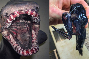 漁夫捕獲的「深海怪物」讓人大開眼界！尤其是第3個...網友直呼：超像外星人！！