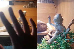 「你好久沒來看我惹！」向住在寵物箱裡的小蜥蜴打招呼...牠的回應讓網友超驚喜！(影片)