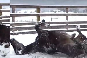 馬看到雪興奮地跟狗一樣打滾，牠們瘋狂在雪地上玩樂的樣子...真的讓人完全融化！（影片）