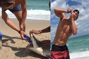 鯊魚擱淺海灘動彈不得，屁孩竟狠砸鯊魚牙齒當成「開瓶器」...這樣惡劣虐待動物的行為真的太過分！