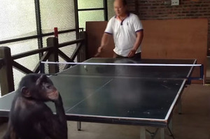 「嘿嘿我超厲害的吧！」聰明黑猩猩和人類比賽桌球，殺球得分後還不忘轉身偷笑...真的超級可愛！