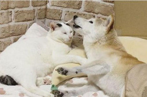 16歲柴犬姊姊作噩夢，貓底迪立刻上前安撫牠的情緒...最後抱在一起安心入睡的模樣真的超級感人！