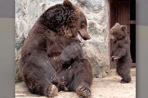 「馬麻我下次不敢了...」小熊一臉愧疚被媽媽責罵，牠最後跟媽媽「抱抱和好」的樣子...真的可愛到爆炸！