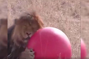 「我喜歡這顆球」只是擁有一顆球，獅子立馬變身大貓咪，喵～(影片)