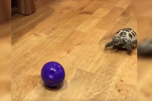 小烏龜看到球球就超級興奮，看牠努力追著球球跑的模樣...網友直呼：「真的超級可愛！！」(影片)
