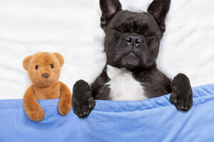 狗狗會不會做夢？牠們到底在夢什麼？研究表示狗狗做夢是「重播」的體現！？