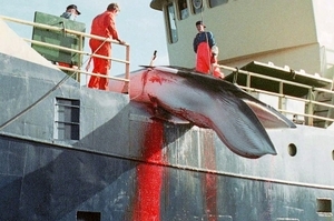 「救救鯨魚吧！」挪威捕鯨季將至！環保團體推動全球聯署，希望能終止這項慘忍行為！
