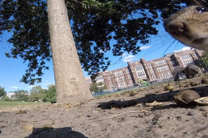 小松鼠把GoPro當成食物叼著到處去探險，攝影機記錄到的「松鼠視角」讓網友全都相當驚豔！(影片)