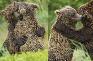 「我終於找到你了！」棕熊兄妹失散多年後再度重逢，緊緊擁抱對方，再也不肯放手！