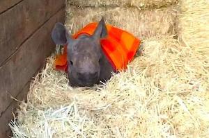 犀牛寶寶最愛蓋被被睡覺覺，除非有ㄋㄟㄋㄟ喝不然就賣萌不起床惹～（影片）