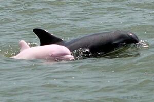 全世界只有「14隻」！超稀有「粉紅海豚」相隔八年再次現身，而且似乎有了小寶寶～