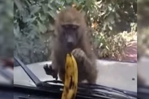 小猴子怎麼樣都吃不到車子裡的香蕉，最後只好請老大出馬幫忙...看的到吃不到的模樣真的太可愛了！(影片)