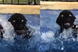 聽到要游泳小黑豹立刻興奮衝進水池，但畫面看起來讓人有點擔心...網友表示：「確定牠不是溺水嗎XD」(影片)