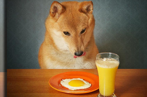 「喔耶！今天早餐有蛋耶～」你知道嗎？適時給汪星人吃蛋黃，不僅美容又養生！