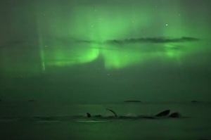 「鯨魚在北極光下戲水！」攝影師捕捉到往如電影般的超夢幻場景....讓過的網友都瘋狂讚嘆！（影片）