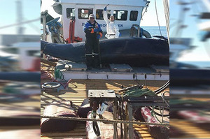 漁民面對鏡頭高呼勝利，懷孕母鯨魚慘遭分屍，挪威捕鯨（金）季開跑，每5分鐘就失去數條生命