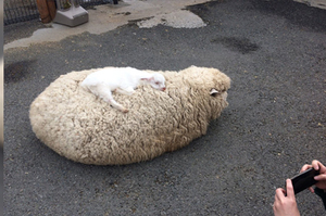 「借我躺一下」小羊在綿羊身上睡翻模樣超萌...網友笑翻：「真的是咩咩揹著羊娃娃XD」