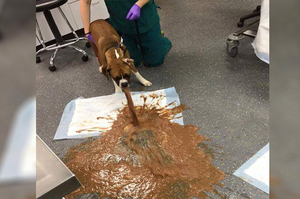 巧克力有多恐怖？獸醫用一張照片警告各位家長...絕對絕對不能讓毛孩將「巧克力」吃下肚！