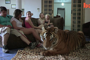 「什麼？你說我不是貓？」這家人收養一隻霸氣老虎0.O網友嚇傻：「真的是養了一隻大貓欸」