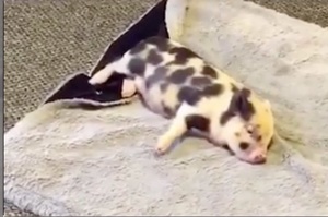 「跑兩秒睡一秒~」小豬又想睡毯子又想跑步，所以牠輪著做...網友笑噴：「毯子有無線充電嗎!!!!」（影片）