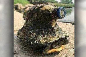 「有夠變態！」環保爺爺在河裡撈出了一隻「綁著塑膠瓶的烏龜」…究竟是誰？惡劣行徑令人憤怒！！