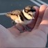 網友救出卡在水管的鳥，鳥爸媽衝過來後竟然...真的超感動！（影片）